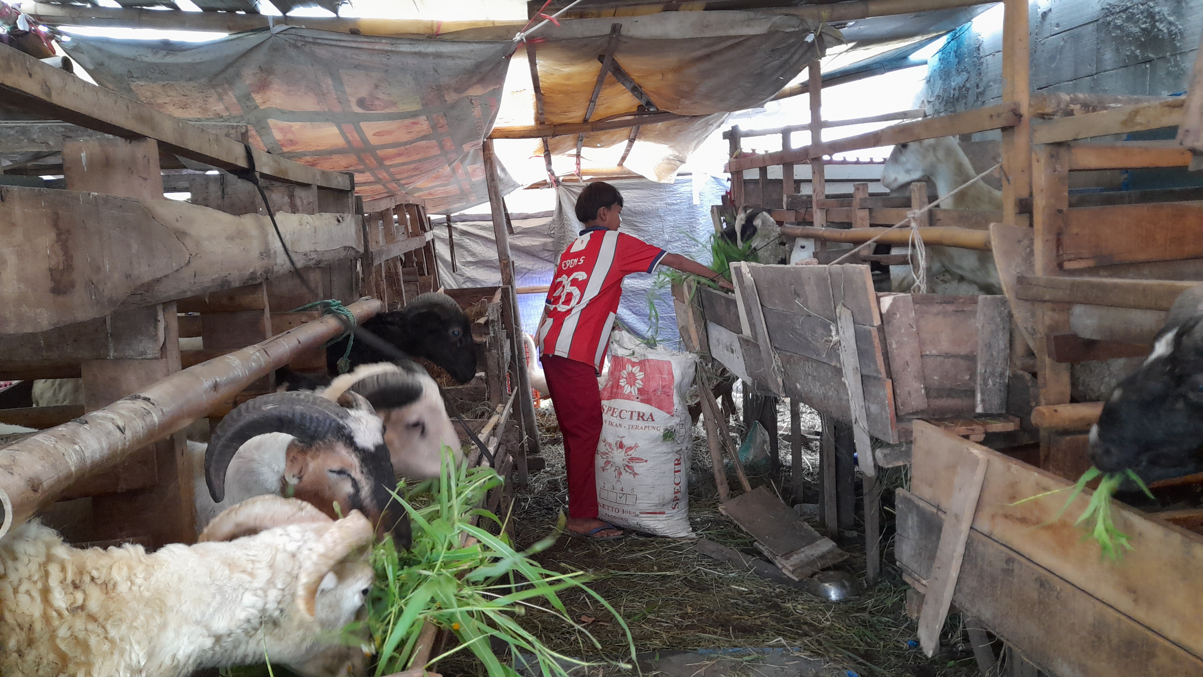 Jadi Penggembala Kambing, Dilan (10) Bertahan Demi Ibu & Adik  yang Sakit