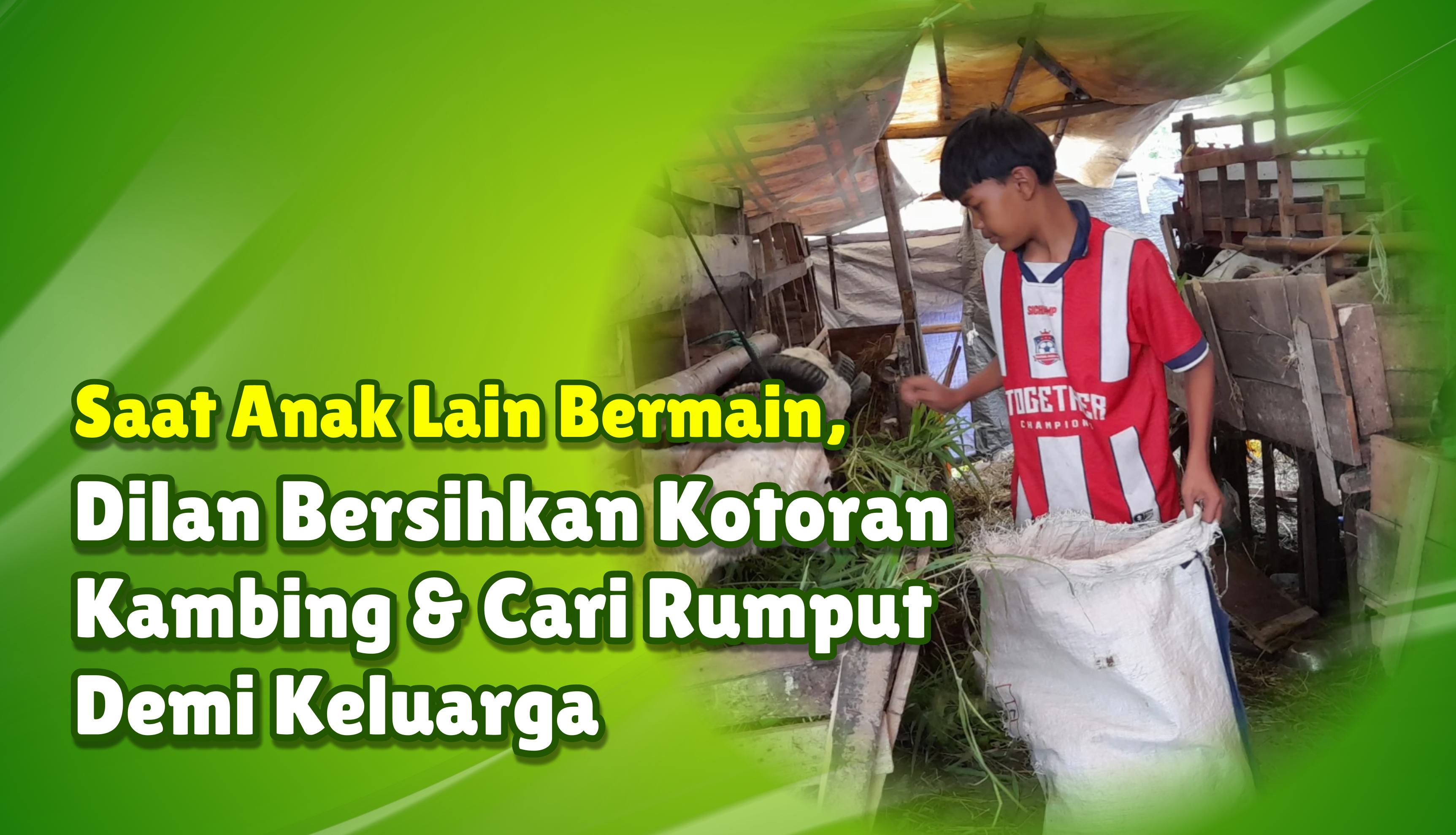 Jadi Penggembala Kambing, Dilan (10) Bertahan Demi Ibu & Adik  yang Sakit