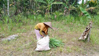 Yatim Piatu, Zahrah Mencari Rumput Demi Makan dan Sekolah