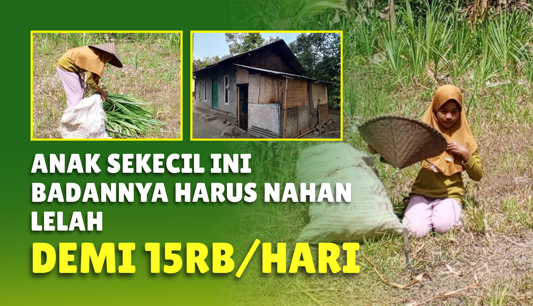 Yatim Piatu, Zahrah Mencari Rumput Demi Makan dan Sekolah