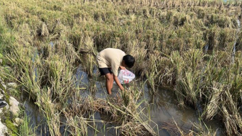 Putus Sekolah, Yudi Rela Kerja Kupas Udang & Pungut Padi Demi Makan
